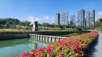 冬天深圳后海中心河公園逛一逛