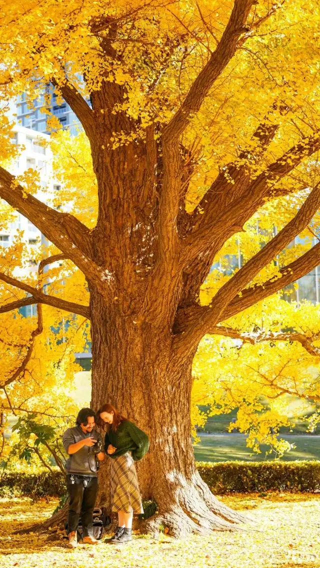 新宿御苑｜東京中心的巨肺