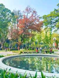 廣州人民公園楓葉手機直拍！真的已經紅了