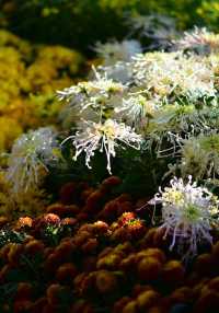 深圳 菊花展