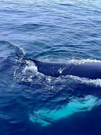 Sri Lanka Whale Shark Adventure