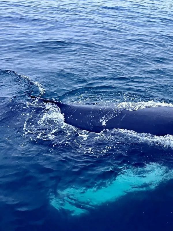 Sri Lanka Whale Shark Adventure