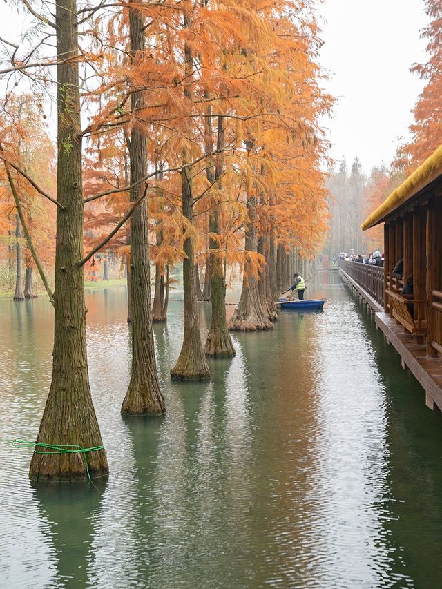 青西郊野公園
