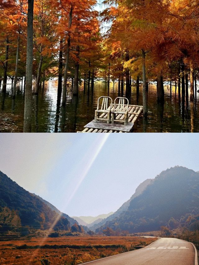 保護海岸，紅樹林是認真的