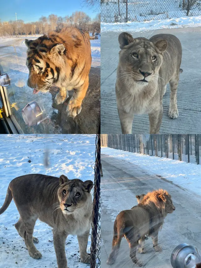 哈爾濱東北虎林園攻略看老虎一定要坐驚險車！