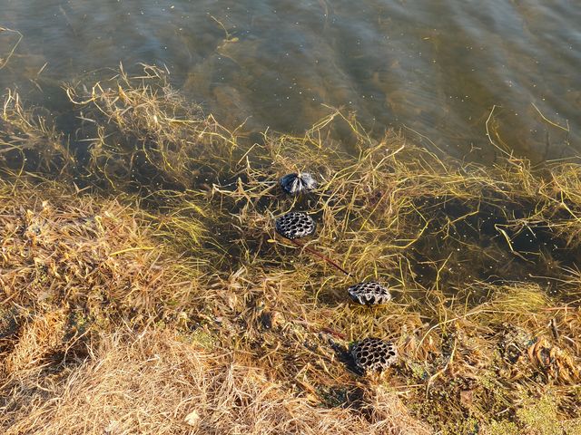 冬日「四方湖」湖畔