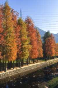 1.3拍｜深圳馬峦山公園落羽杉已到最佳觀賞期