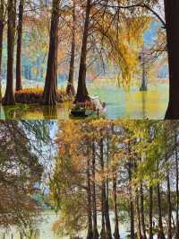 深圳洪湖公園|白鷺翩翩，水中落羽杉美哭