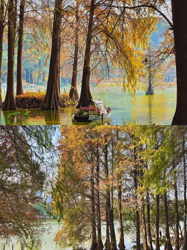 深圳洪湖公園|白鷺翩翩，水中落羽杉美哭