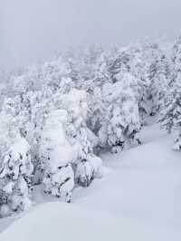Exploring Nagano's Shiga Kogen Ski Resort: Yokoteyama & Shibutoge