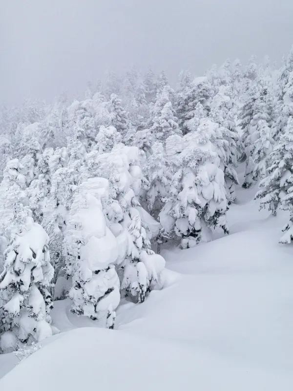 Exploring Nagano's Shiga Kogen Ski Resort: Yokoteyama & Shibutoge