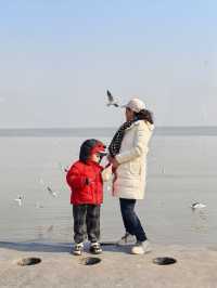 自駕天津東疆親海公園，帶娃看海鷗
