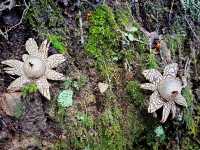 First Line Explorers: Deep Dive Into Hunan Forest "Underleaf" World