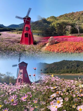 Guangzhou's Hidden Gem! Encounter a Sea of Gesang Flowers