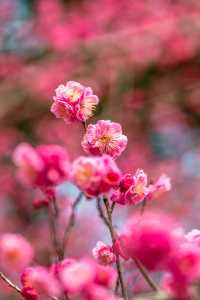 成都｜今日實拍！望江樓公園的梅花已經開爆啦
