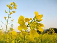 深圳賞花好去處！油菜花、月季花開得太好啦！