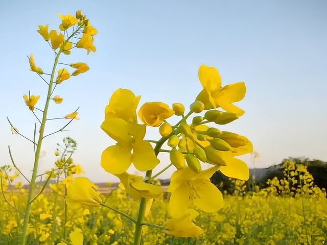 深圳賞花好去處！油菜花、月季花開得太好啦！
