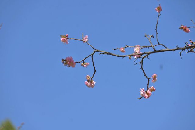 桂林西山公園的臘梅開啦 