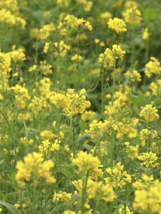 廣西柳州省兒山油菜花海：春日限定，金色浪漫！