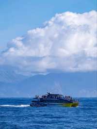 Kaikoura：Heaven for whale-watching
