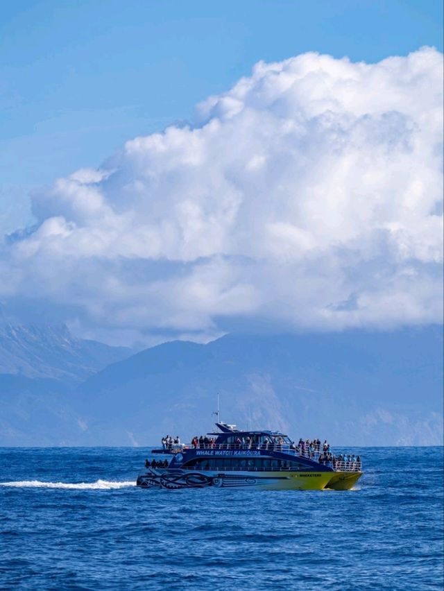 Kaikoura：Heaven for whale-watching