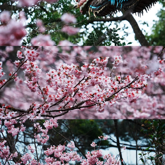🌸台北限定 | 善導寺的櫻花季浪漫