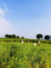 在深圳，一秒走進金黃色油菜花田