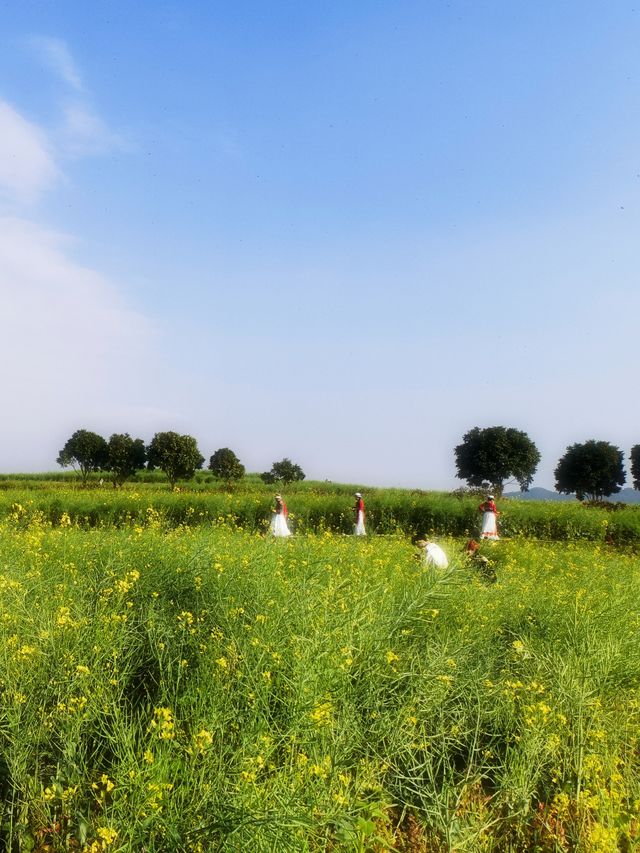 在深圳，一秒走進金黃色油菜花田
