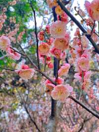 泰州梅園：蛇年新春，邂逅梅香雅韻