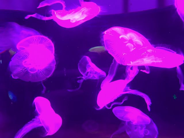 祝你有个藍色的夢