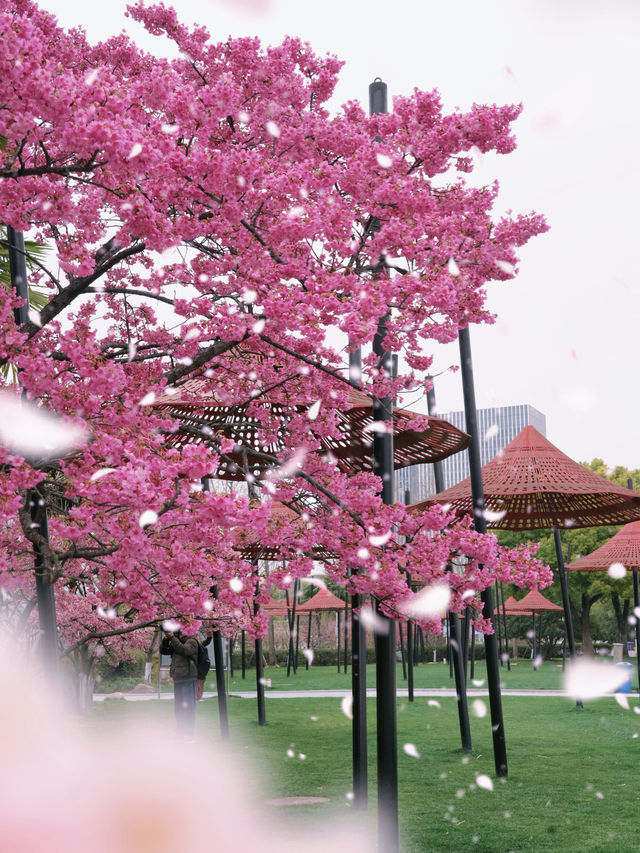 什麼神仙公園比櫻花還浪漫，超好拍