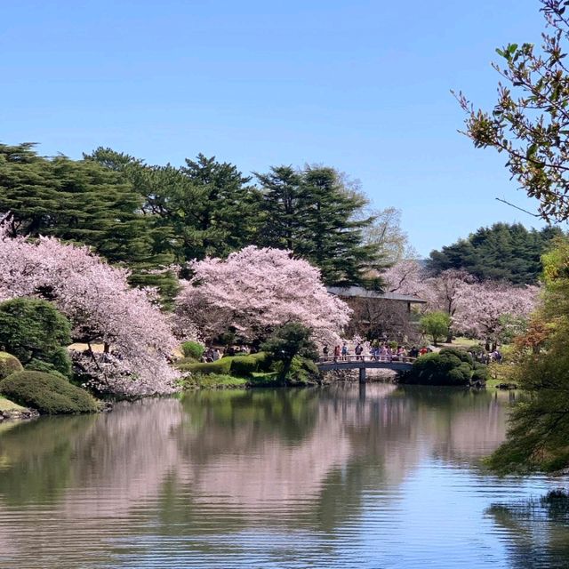 最新實況 新宿御苑的櫻花美出新高度🌸