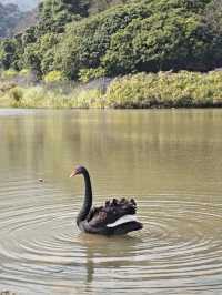 恩上濕地公園：期待與現實