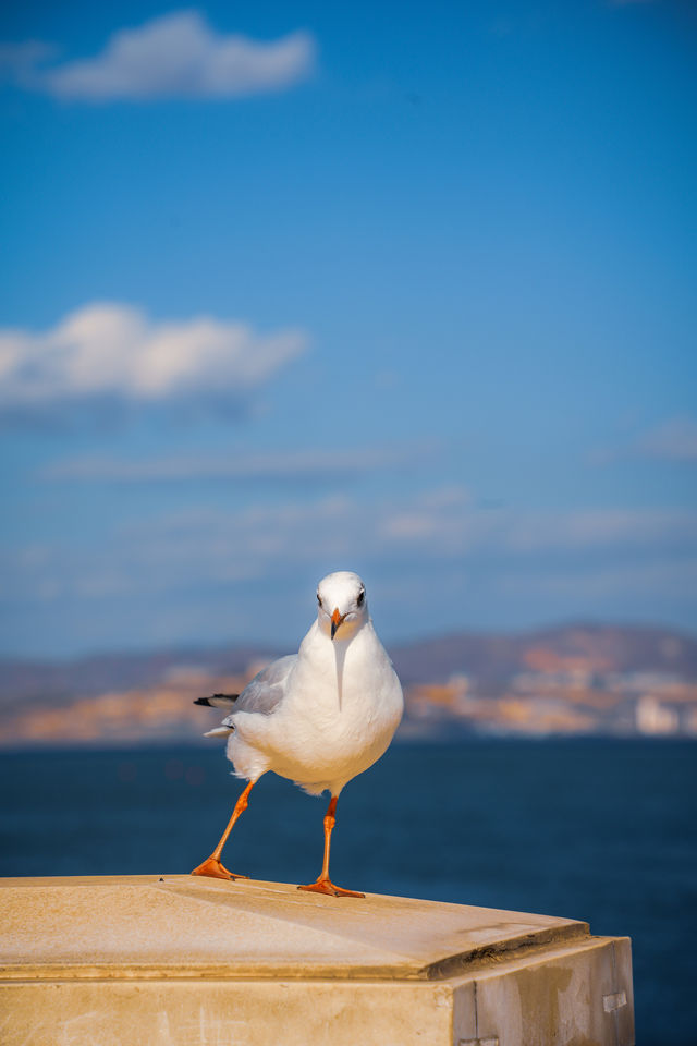 大理單車遊,請務必從這裡開始! 大理單車遊,請務必從這裡開始!
