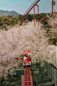 金海浪漫之旅——邂逅櫻花海與古韻伽倻