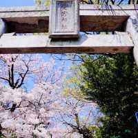 🌸2025福岡賞櫻攻略 | 本地人的私藏推介✨