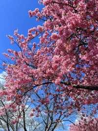 河津桜の美しさに感動！