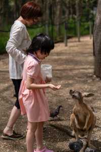 在黃金海岸的可倫賓野生動物保護區抱了樹熊餵了袋鼠