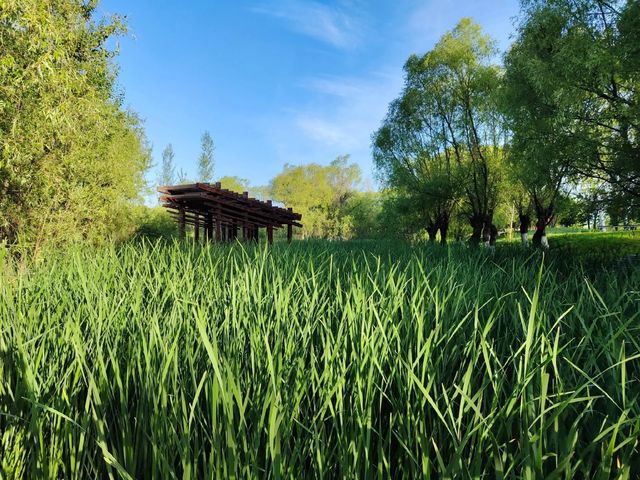 鶴鳴湖公園・濕地仙境的生態詩篇
