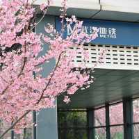 在武漢❗️在光谷‼️櫻花🌸地鐵站