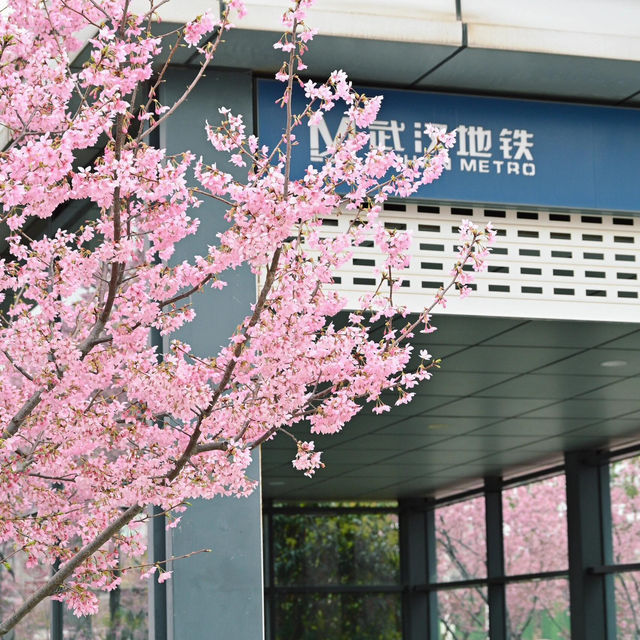 在武漢❗️在光谷‼️櫻花🌸地鐵站
