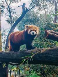 雲南野生動物園，萌趣大冒險