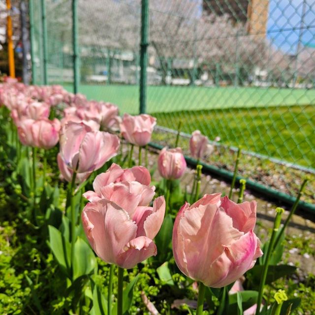 🌸日本福岡，邂逅絕美櫻吹雪