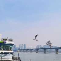 🌸首爾賞櫻寶地大公開❗️