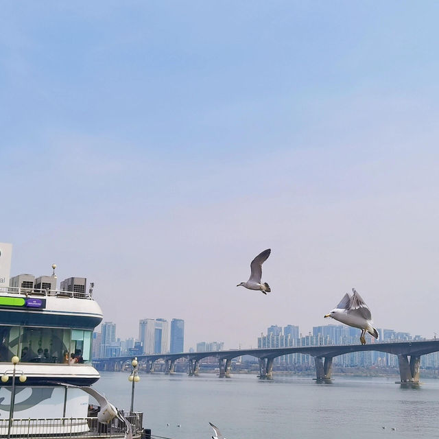 🌸首爾賞櫻寶地大公開❗️