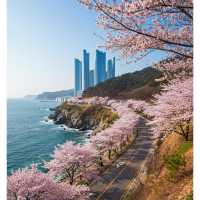釜山櫻花季浪漫行🌸 吹海風賞櫻花約會首選地