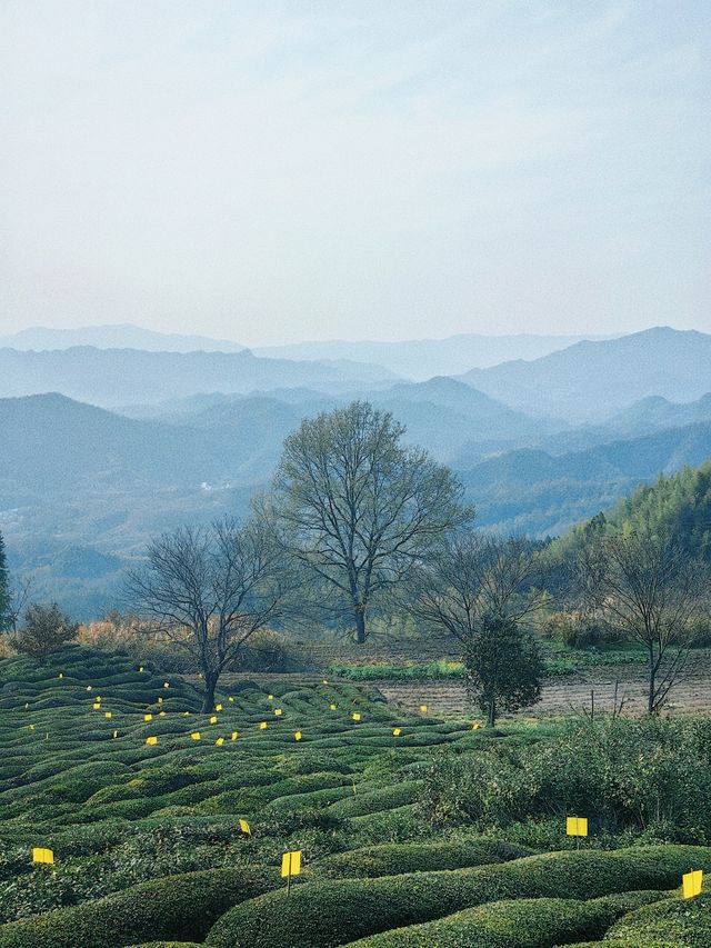 尋找徽州下一個旅行目的地，休寧金龍山