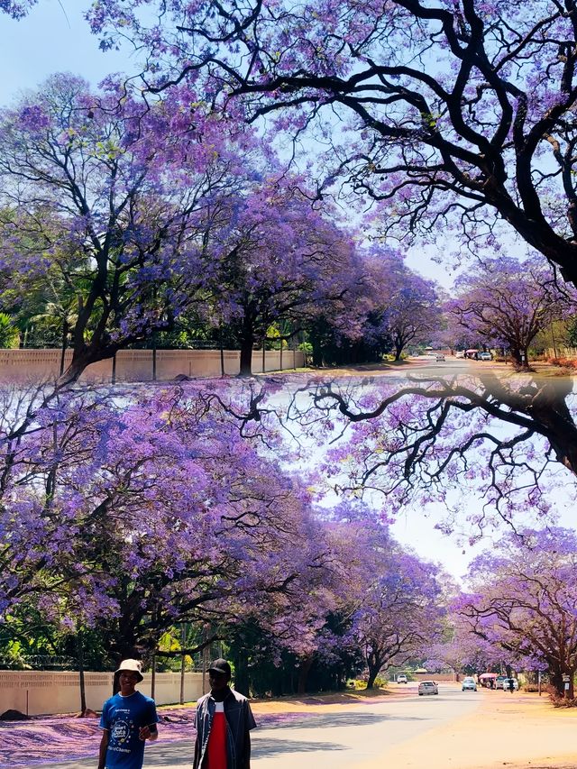探秘非洲「花城」哈拉雷，邂逅不一樣的津巴布韋