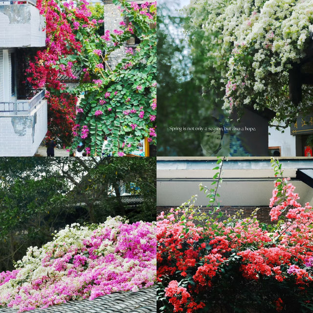 🌸春日限定！深圳甘坑古鎮花開成海啦