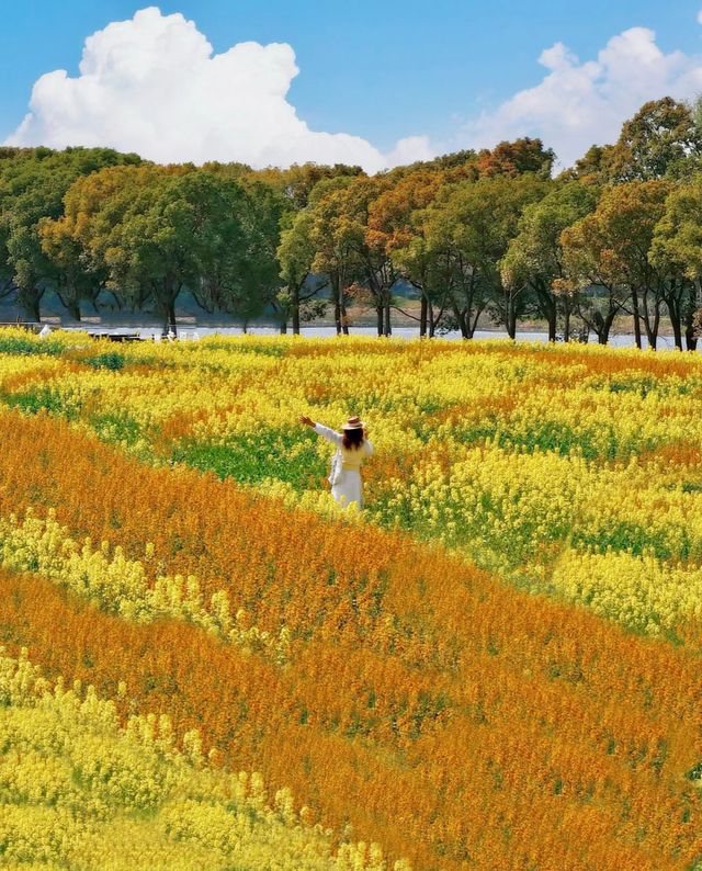 3.25實拍在蘇州彩色油菜花海開啦